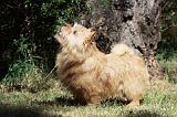 NORWICH TERRIER 034